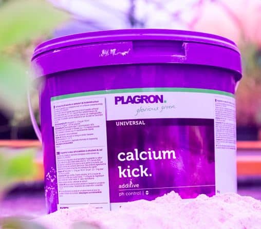calcium kick